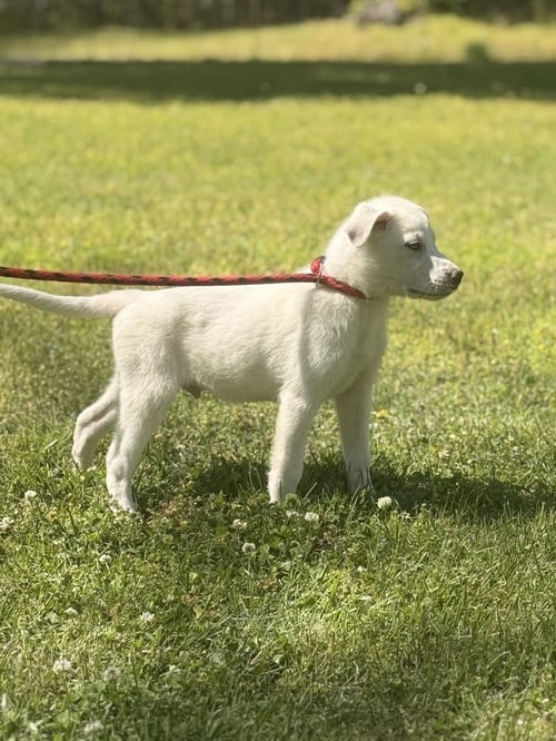 BRUCE - Great Pyrenees available for adoption