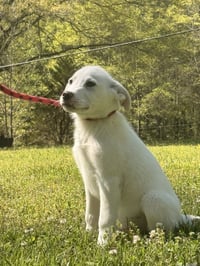 BRUCE - Photo 4