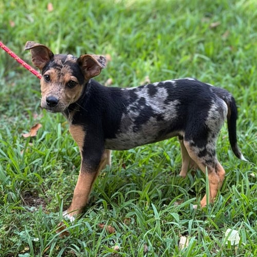 COWBOY - Hound available for adoption
