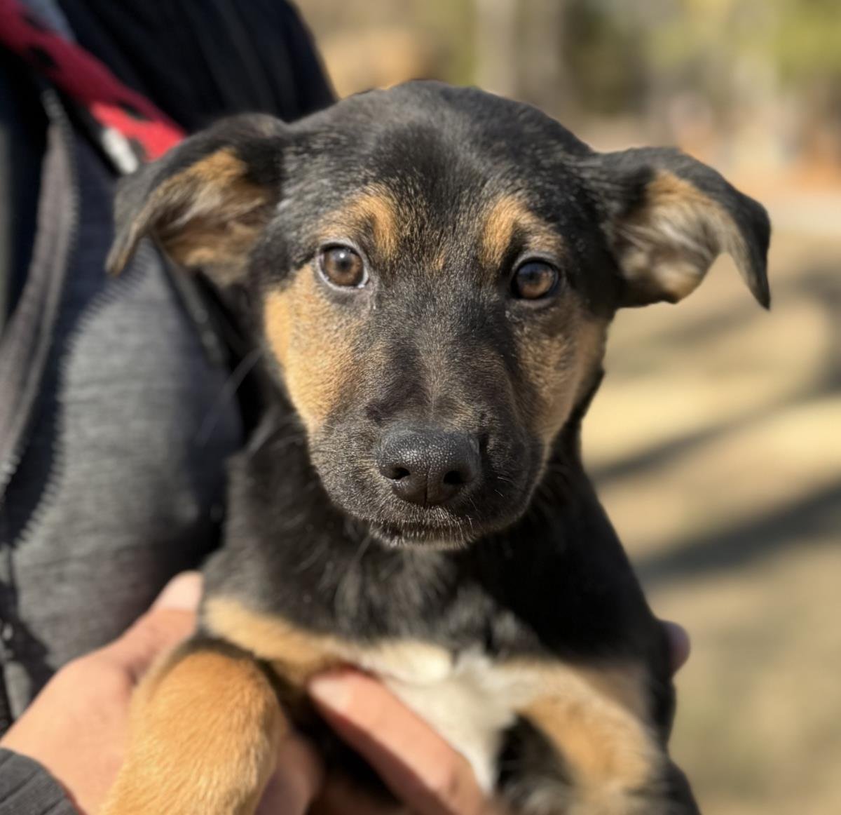 BRIDGET - Shepherd available for adoption