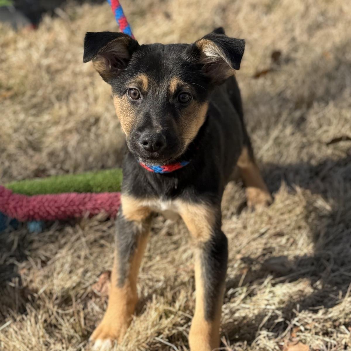 BRIDGET - Shepherd available for adoption