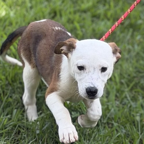 GRITS - Beagle available for adoption