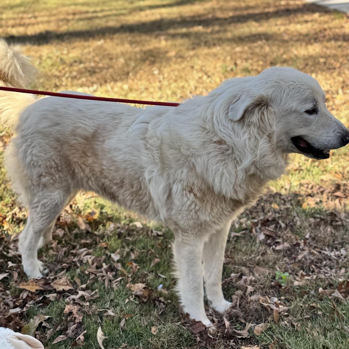 THOMAS - Great Pyrenees available for adoption