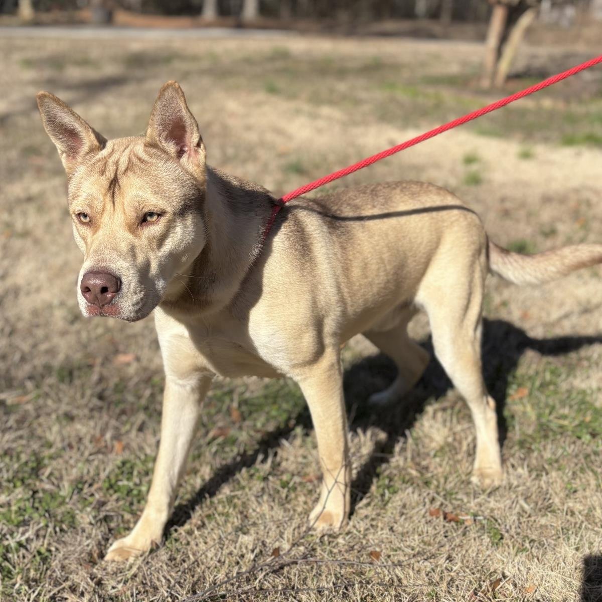 DUSTY - Husky available for adoption