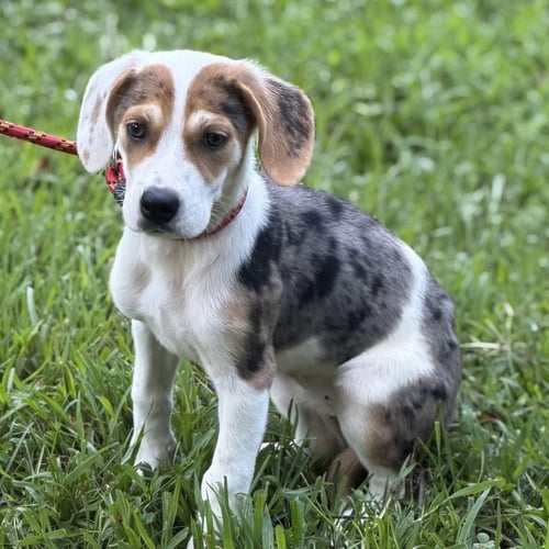 BISCUIT - Beagle available for adoption