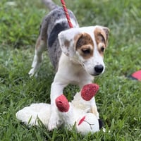 Biscuit - Photo 3