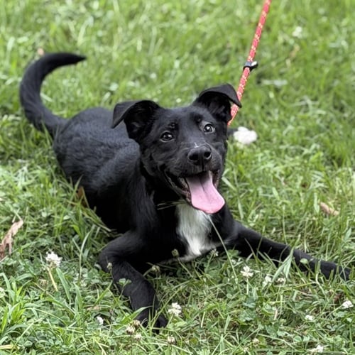 BEN - Black Labrador Retriever available for adoption
