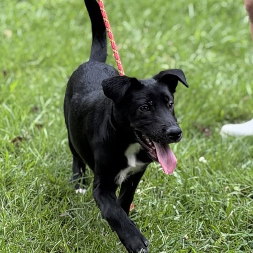 BEN - Black Labrador Retriever available for adoption