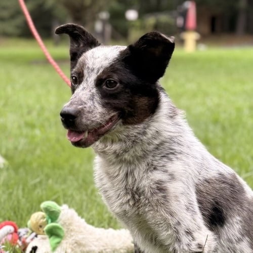 PEPPER - Australian Cattle Dog/Blue Heeler available for adoption