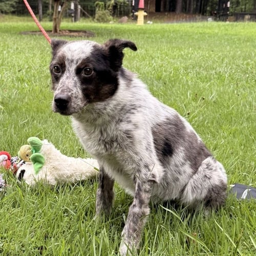 PEPPER - Australian Cattle Dog/Blue Heeler available for adoption