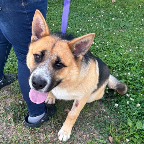 MAX  LOWER FEE! - Shepherd available for adoption