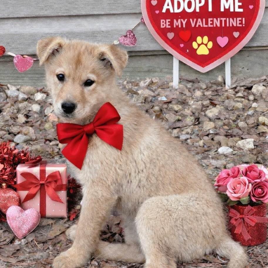 CELYN - Shiba Inu available for adoption