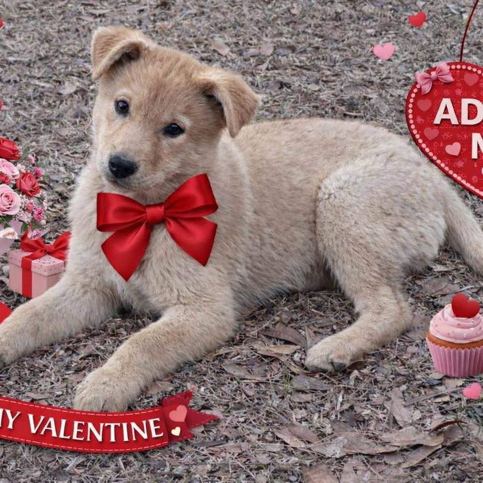 CELYN - Shiba Inu available for adoption