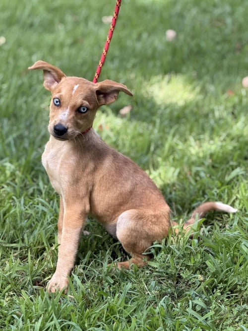 CHERRY - Hound available for adoption