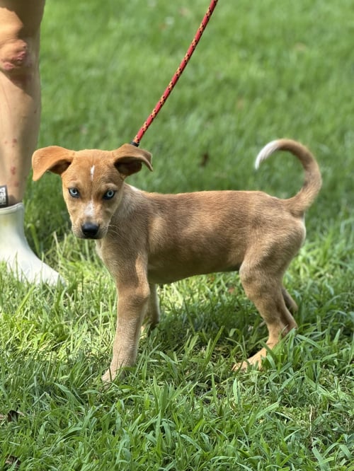 CHERRY - Hound available for adoption