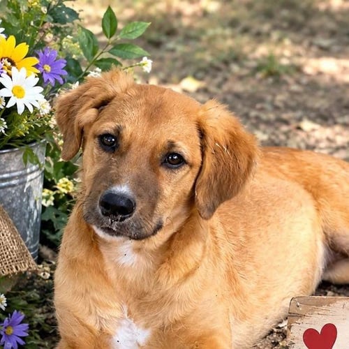 LILA - Retriever available for adoption