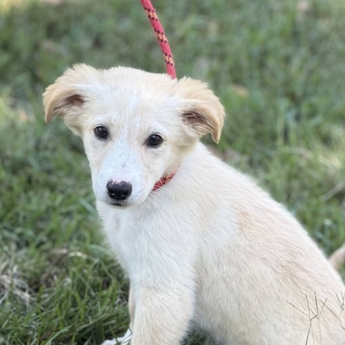POLLY - Shepherd available for adoption