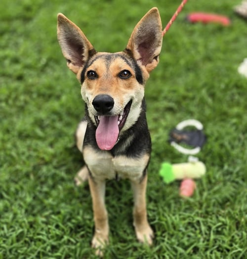 RUBY RED HOPE - German Shepherd Dog available for adoption