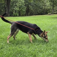 Ruby Red Hope - Photo 4