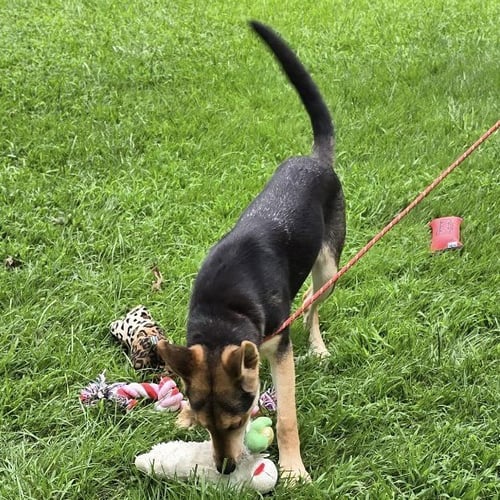 RUBY RED HOPE - German Shepherd Dog available for adoption
