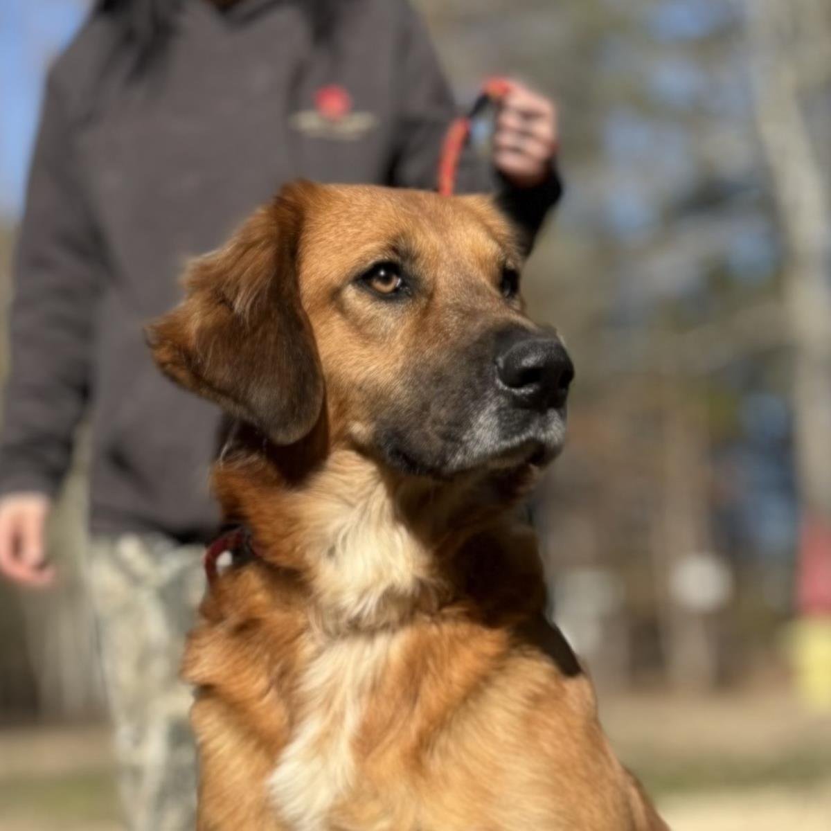 GEORGIA - Golden Retriever available for adoption
