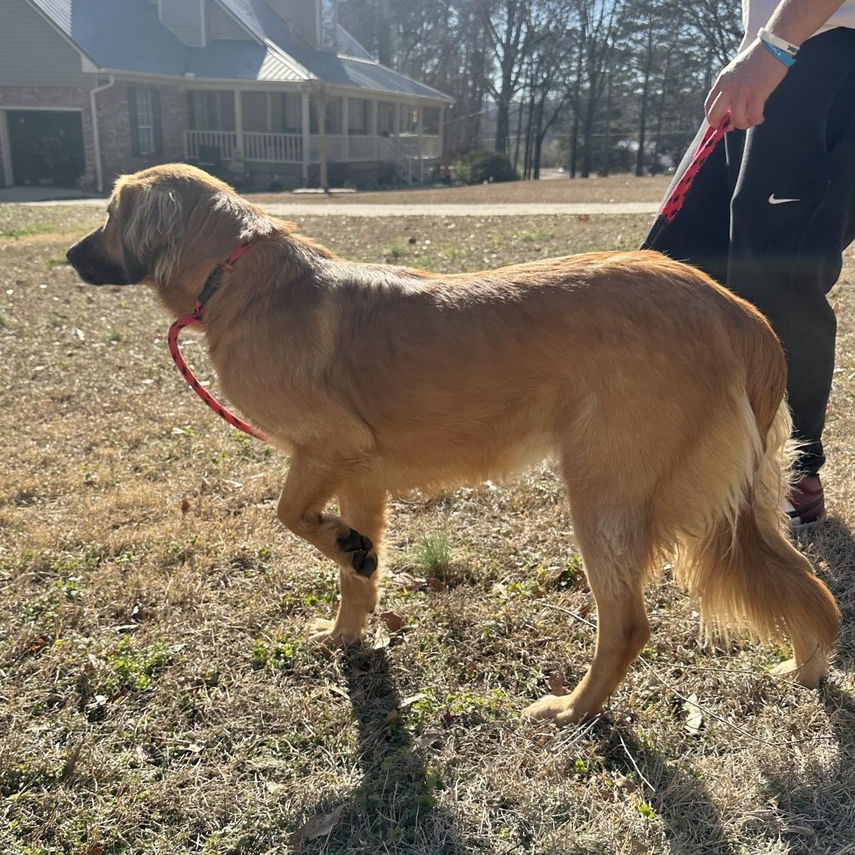 GEORGIA - Golden Retriever available for adoption