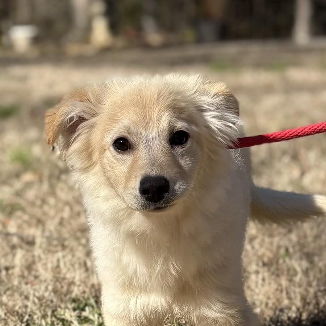 PEACH - Labrador Retriever available for adoption