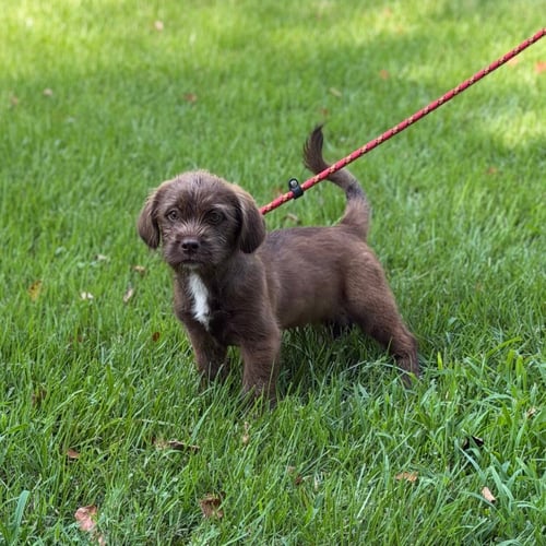 ZAP - Labrador Retriever / Cocker Spaniel available for adoption