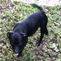 BARNEY - Photo 3