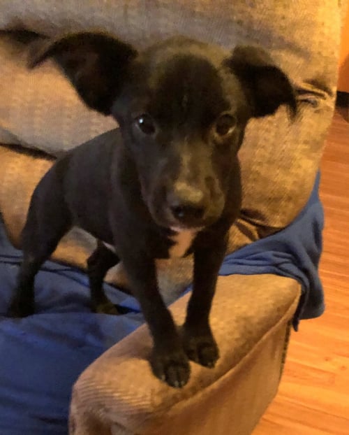 BARNEY - Labrador Retriever / Hound available for adoption