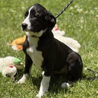 SUSIE - Photo 3