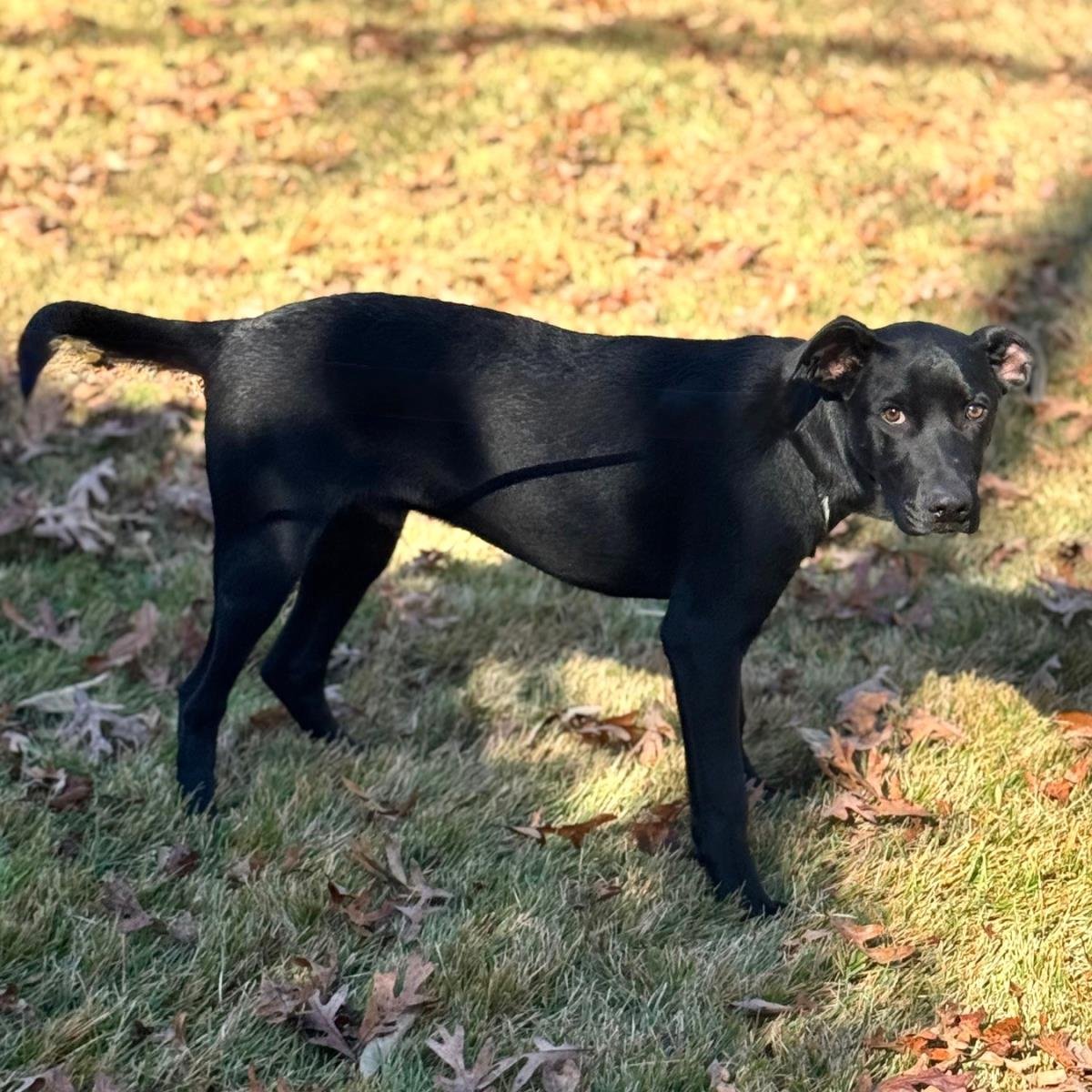TOBY - Catahoula Leopard Dog / Labrador Retriever available for adoption