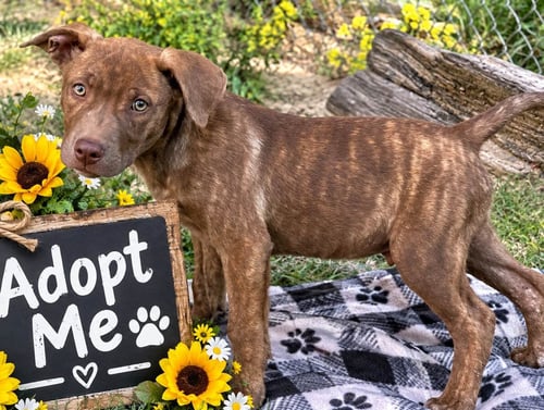 BEAR - Labrador Retriever available for adoption