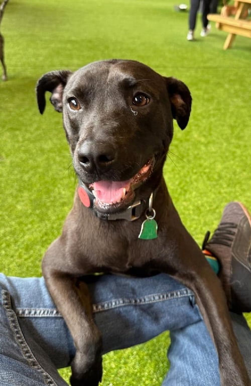 BELLA  LOW FEE!! - Hound / German Shepherd Dog available for adoption