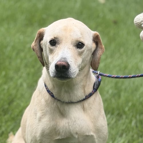 CHARLIE - Labrador Retriever available for adoption