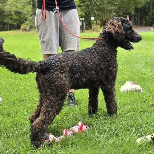 PEA - Poodle (unknown type) available for adoption
