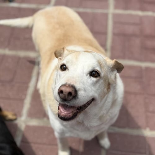 MARGE AND HOMER - Labrador Retriever available for adoption