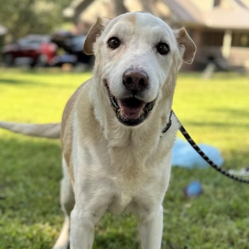 MARGE AND HOMER - Labrador Retriever available for adoption