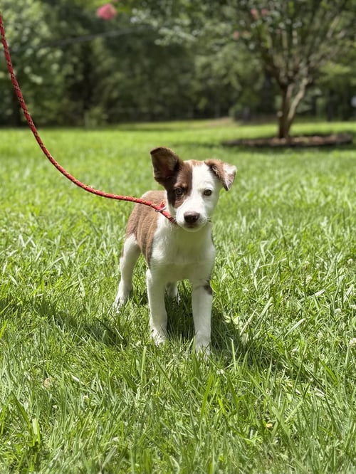 NOAH - Australian Shepherd / Labrador Retriever available for adoption