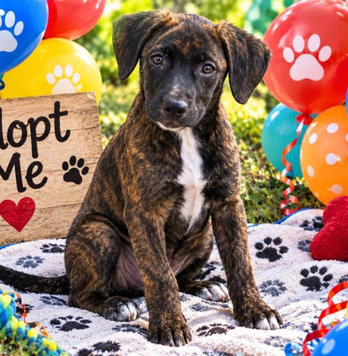 BETSY - Black Labrador Retriever / Hound available for adoption