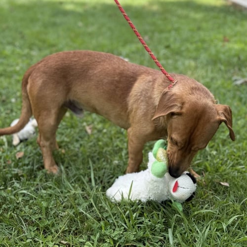 LIL BIT - Dachshund available for adoption