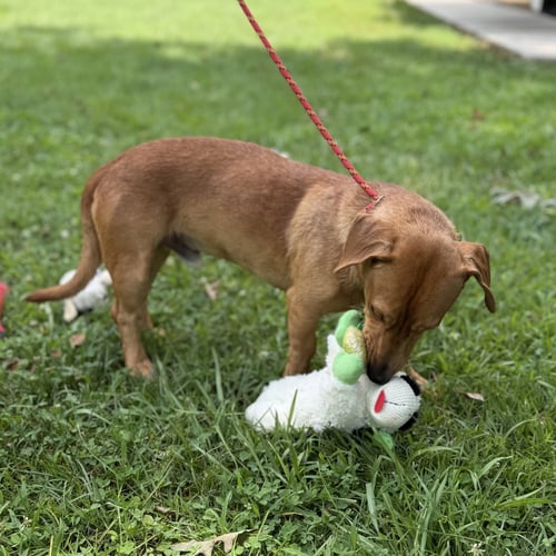 LIL BIT - Dachshund available for adoption