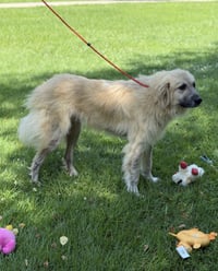 DUKEY - Photo 3