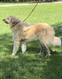 DUKEY - Photo 4