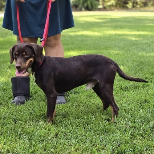 FRANKIE - Dachshund available for adoption