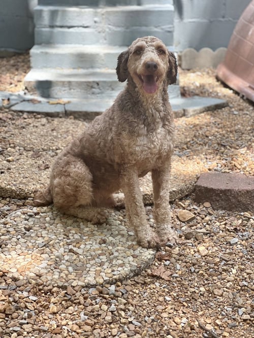 ROLO - Poodle (unknown type) available for adoption
