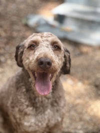 ROLO - Photo 3