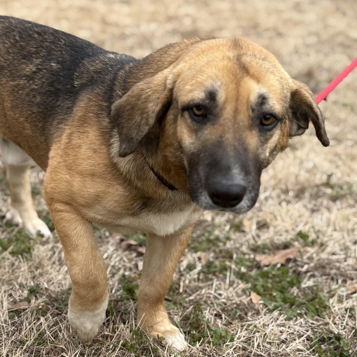 MAVERICK - Basset Hound / Shepherd available for adoption