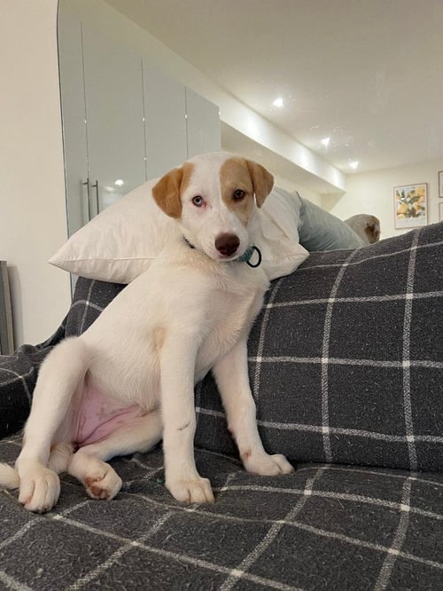 ASTRID  LOWER FEE!  IN PA! - Great Pyrenees / Labrador Retriever available for adoption