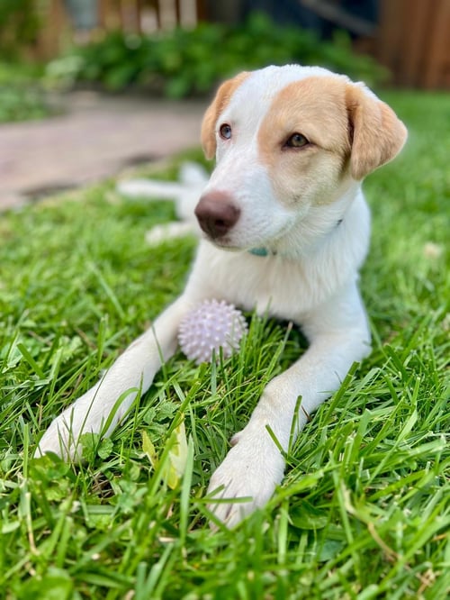 ASTRID  LOWER FEE!  IN PA! - Great Pyrenees / Labrador Retriever available for adoption